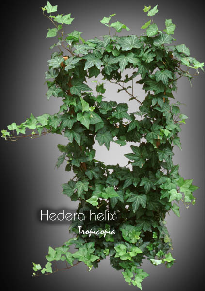 Topiaire - Hedera helix - Lierre anglais - English ivy